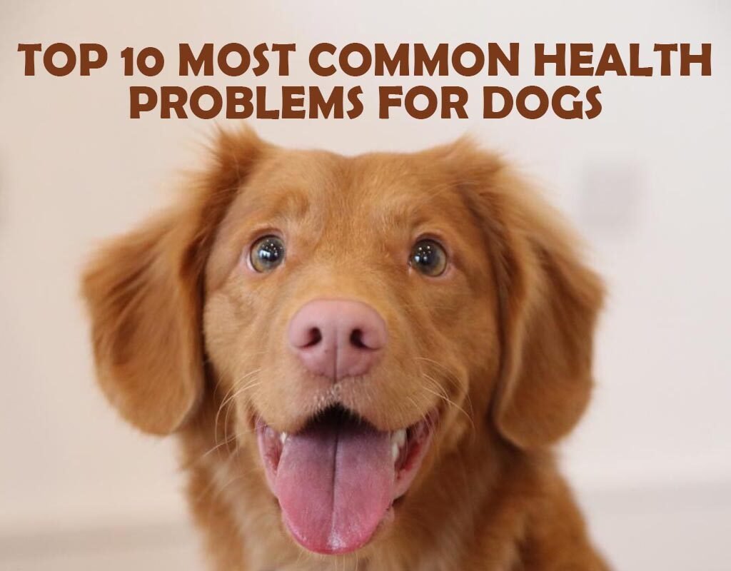 10 Most Famous Common Health Problems For Dogs | The Lifescience Magazine