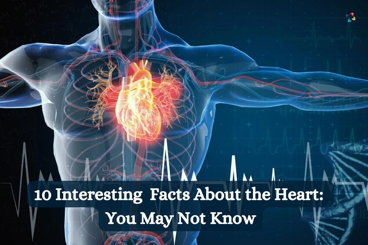 10 Interesting Facts About the Heart You May Not Know | The Lifesciences Magazine