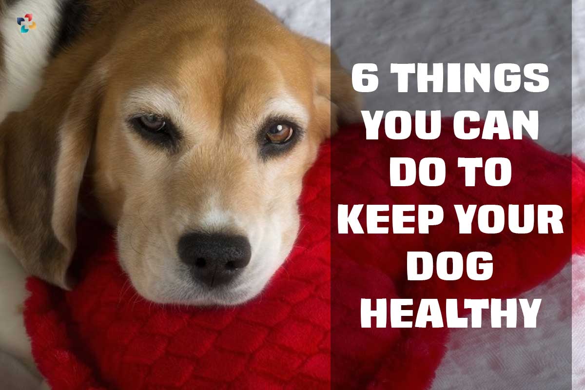 6 Things You Can Do to Keep Your Dog Healthy | The Lifesciences Magazine