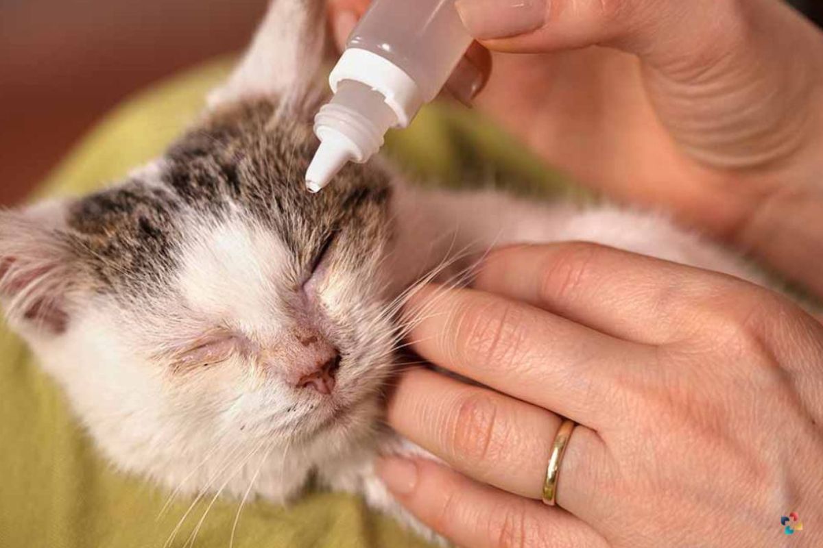 6 Useful Common Cat Health Problems | The Lifesciences Magazine