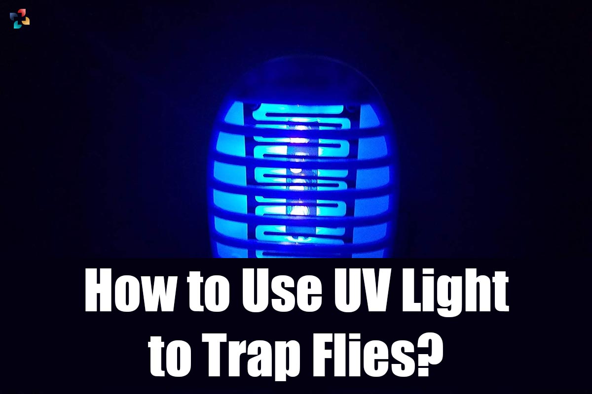 4 Best Ways about How to Use UV Light to Trap Flies | The Lifesciences Magazine