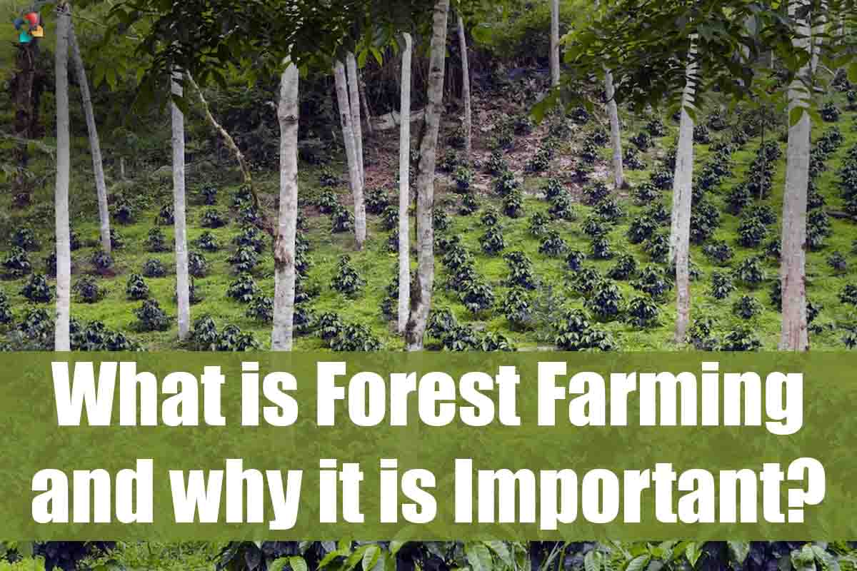 Best 4 Importance of Forest Farming | The Lifesciences Magazine