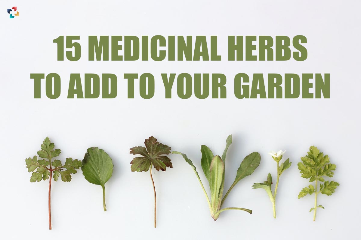 15 Best Medicinal Herbs to add to your Garden | The Lifesciences Magazine