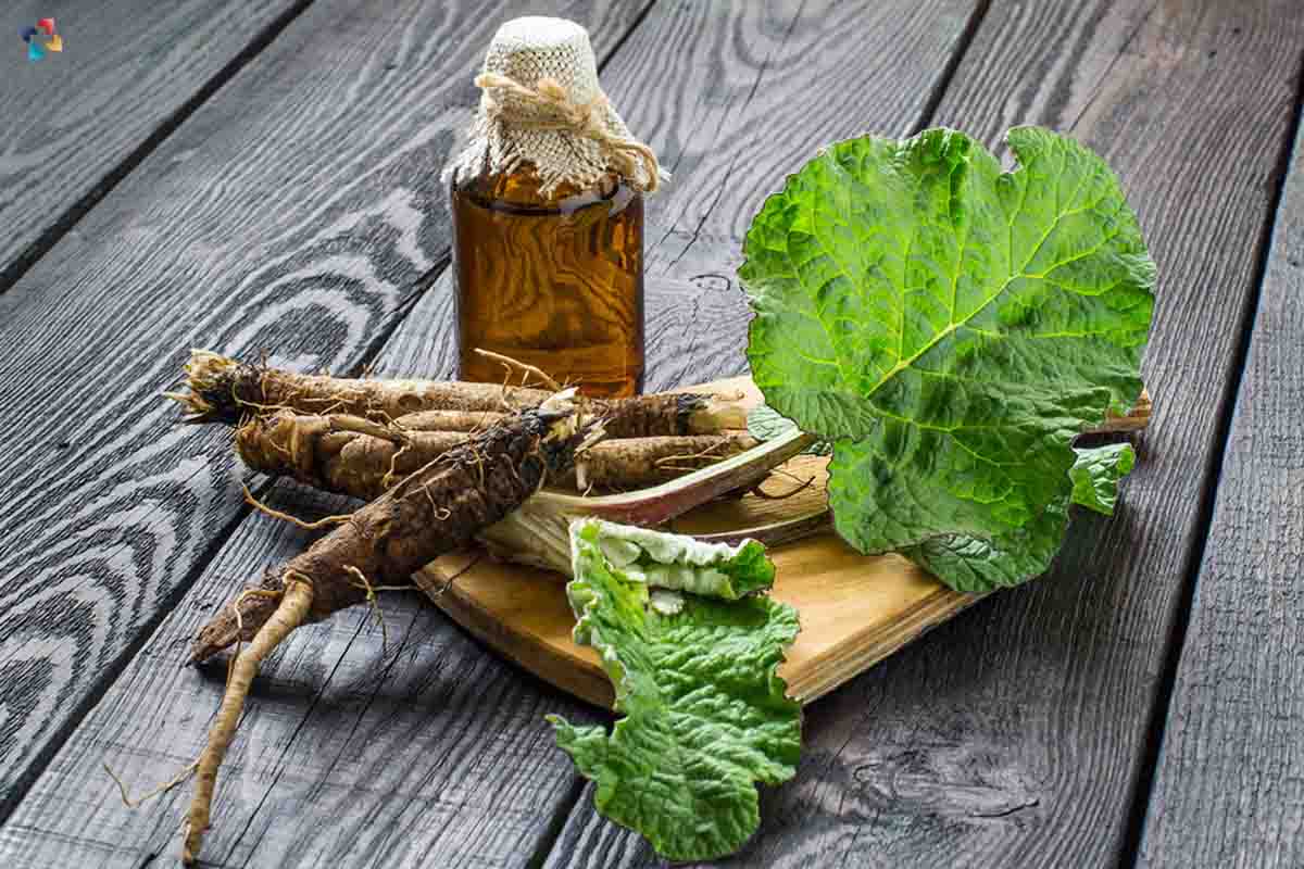 Top 7 Best Herbs that can be used in Cancer Prevention and Treatment | The Lifesciences Magazine