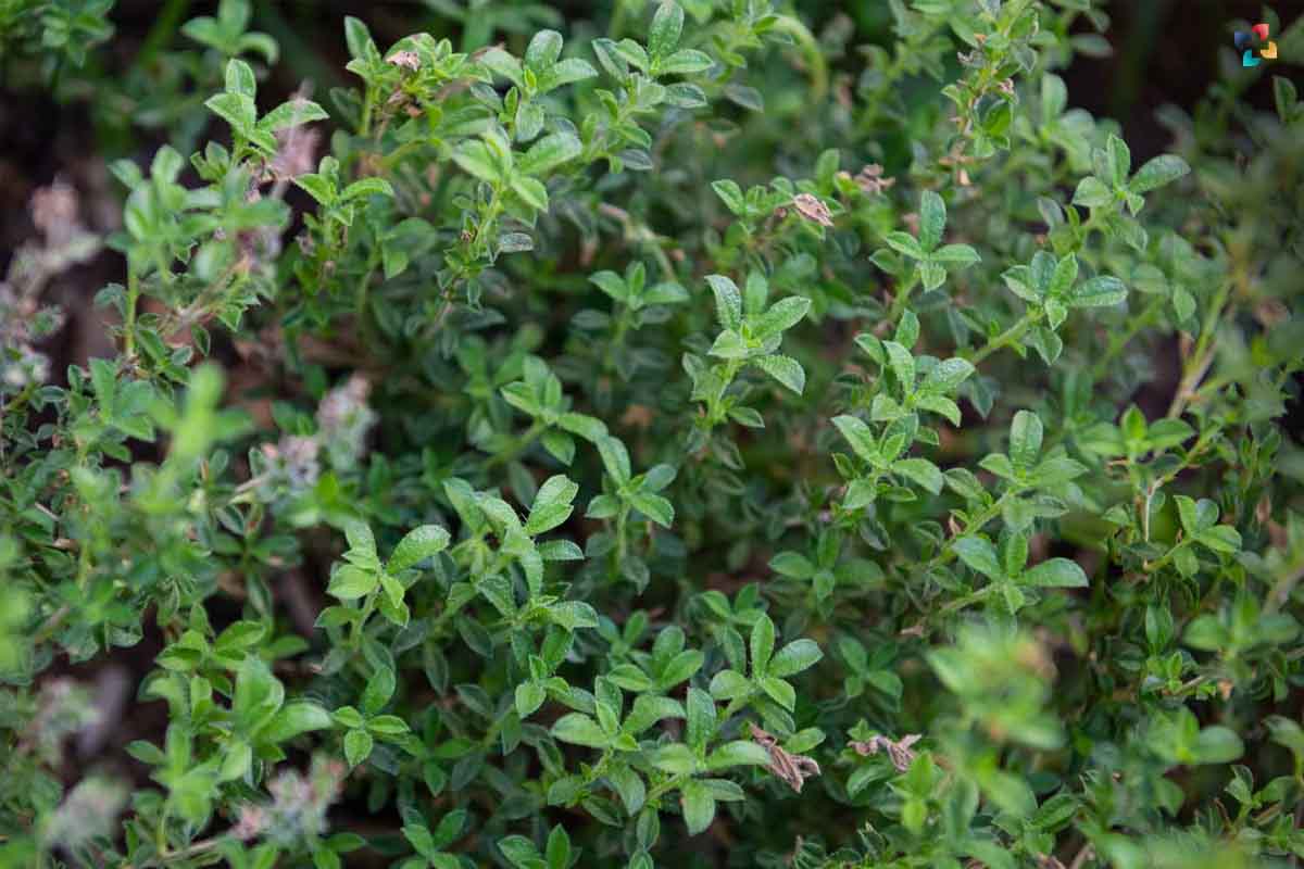 15 Best Medicinal Herbs to add to your Garden | The Lifesciences Magazine