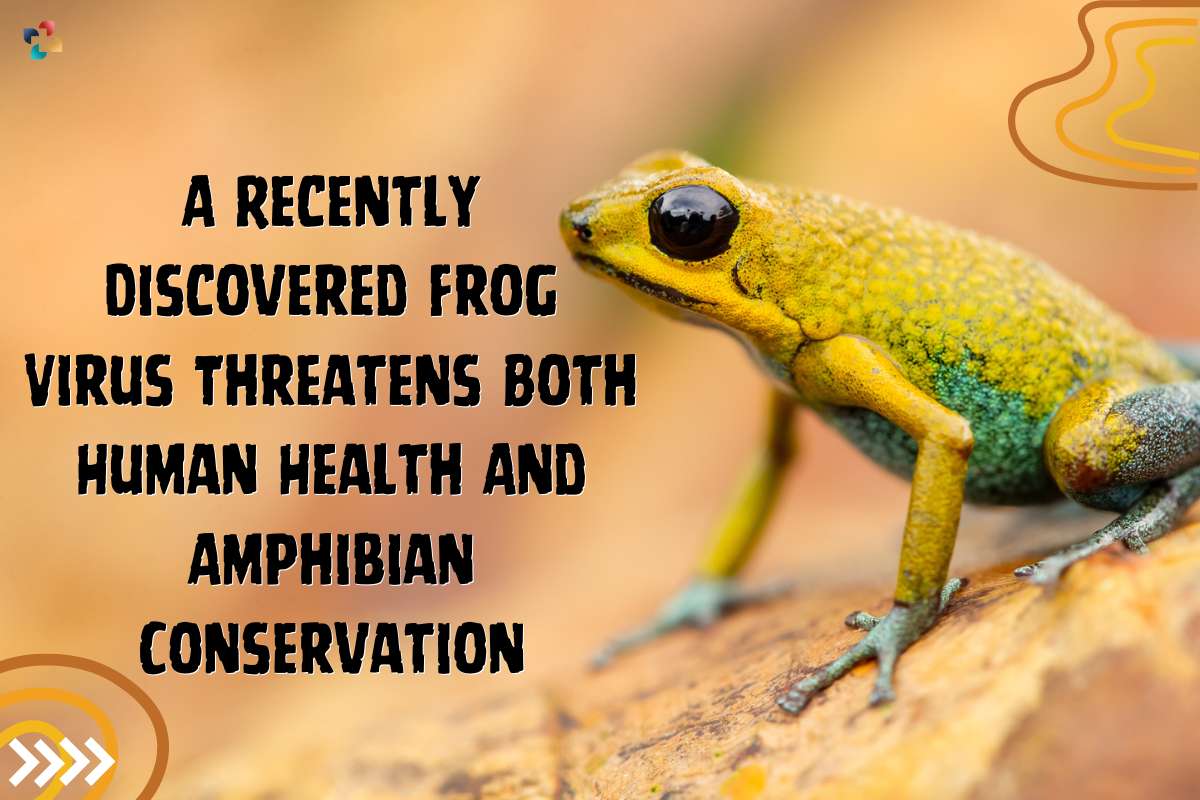 A Recently Discovered Frog Virus Threatens Both Human Health And Amphibian Conservation