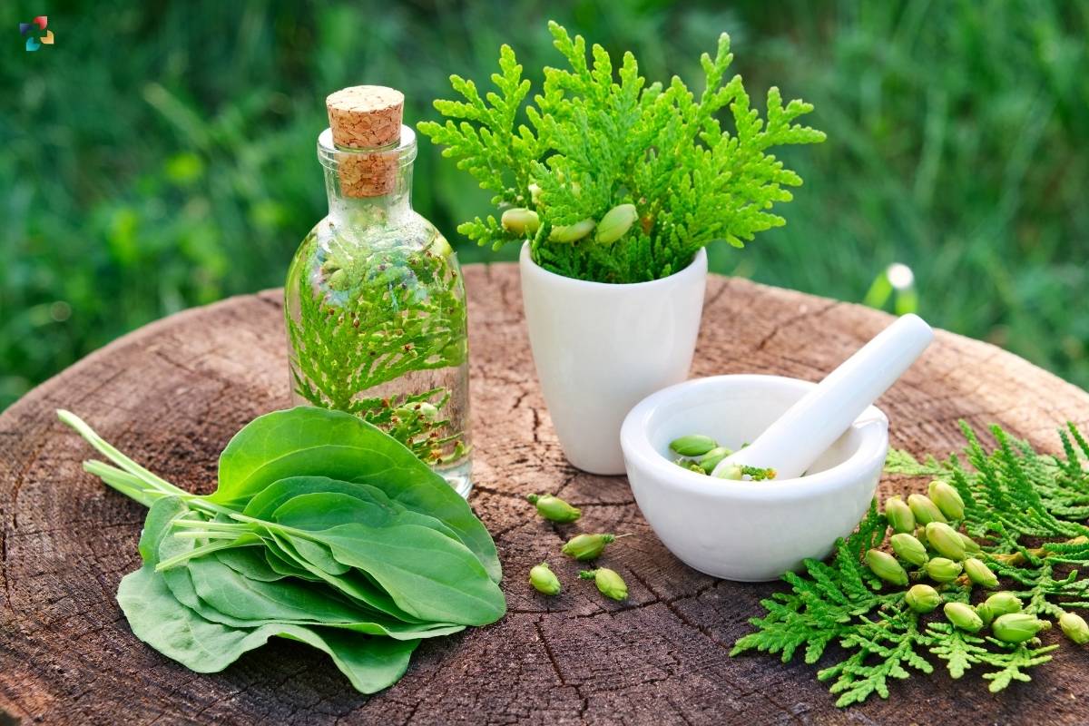 How does Naturopathy help to detoxify the mind and body? Complete Guideline | The Lifesciences Magazine