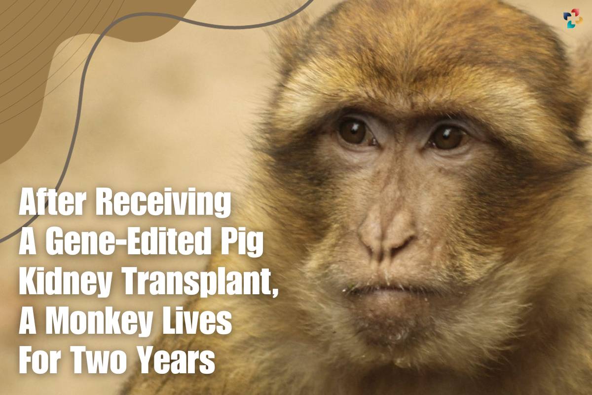 Xenotransplantation: After Receiving A Gene-Edited Pig Kidney Transplant, A Monkey Lives For Two Years | The Lifesciences Magazine