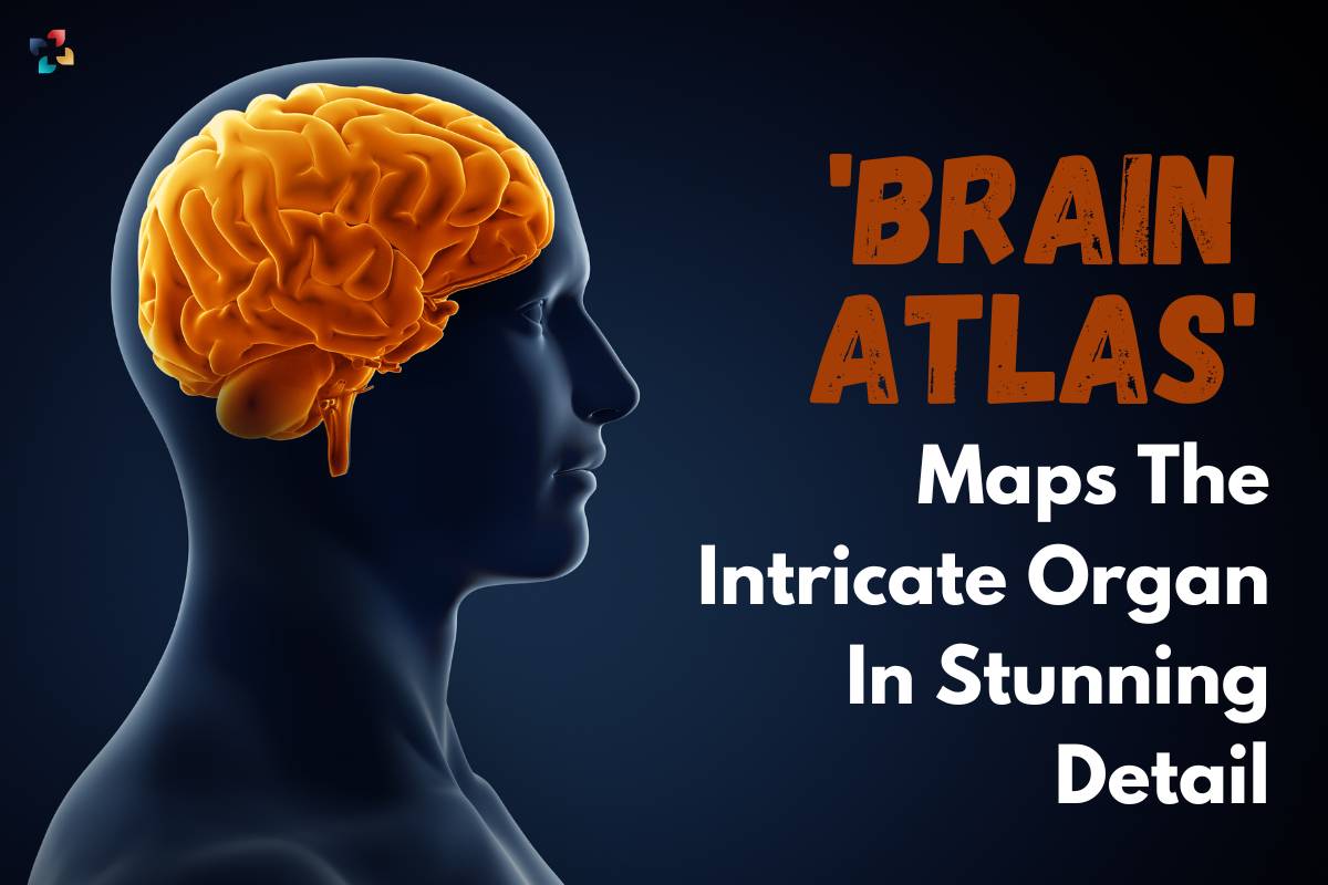 'Human Brain Atlas' Maps The Intricate Organ In Stunning Detail | The Lifesciences Magazine
