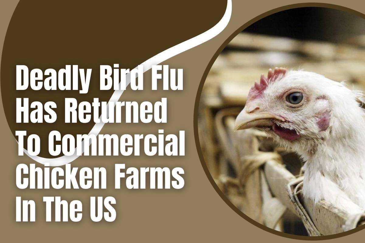 Deadly Bird Flu Has Returned To Commercial Chicken Farms In The US | The Lifesciences Magazine