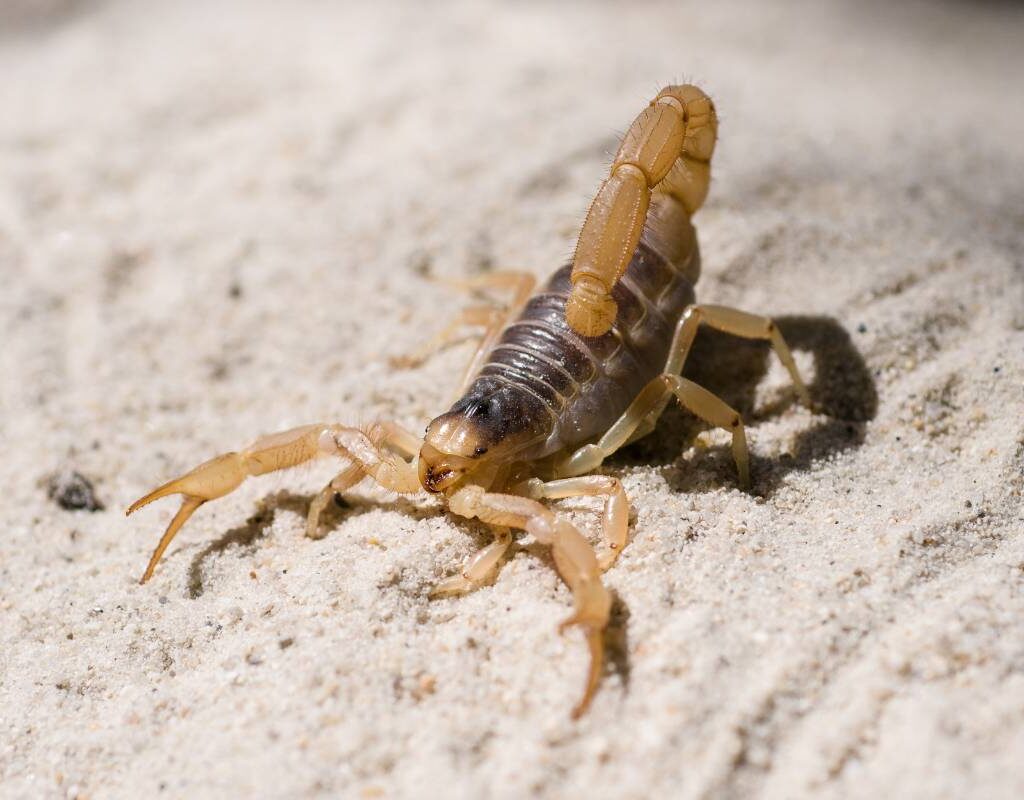 Scorpion Stings: 10 Important Myths and Facts | The Lifesciences Magazine
