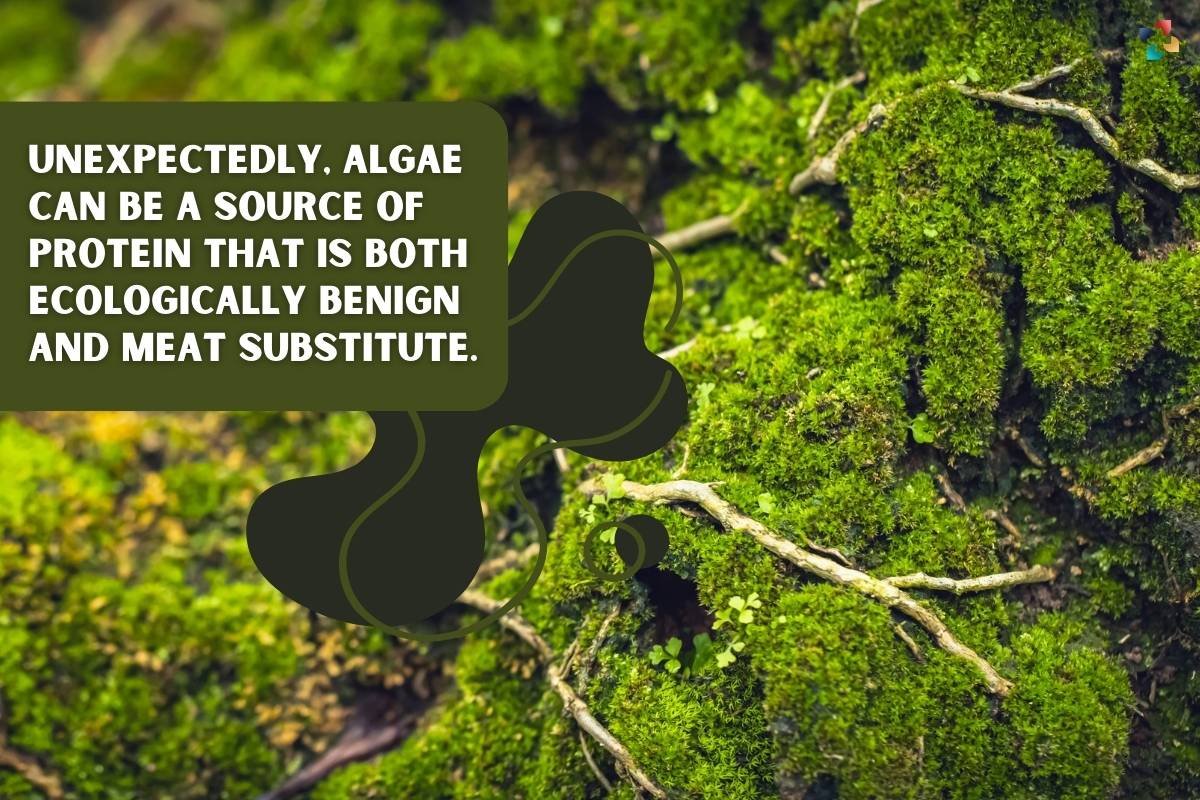 Unexpectedly, Algae Can Be A Source Of Protein That Is Both Ecologically Benign And Meat Substitute | The Lifesciences Magazine