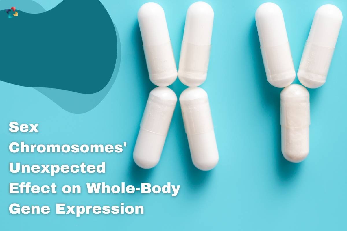 Sex Chromosomes' Unexpected Effect on Whole-Body Gene Expression | The Lifesciences Magazine