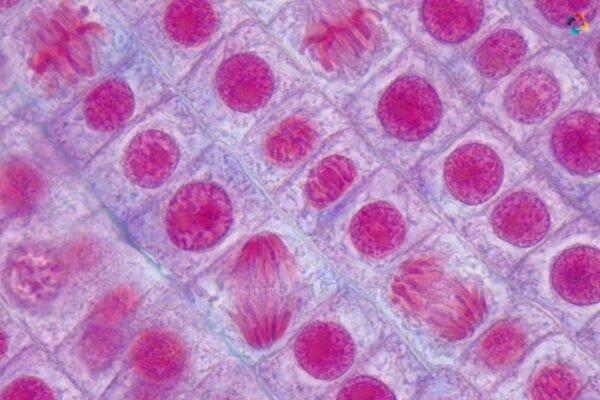 Decoding The Mitotic Spindle: Roles, Dynamics, And Implications For ...