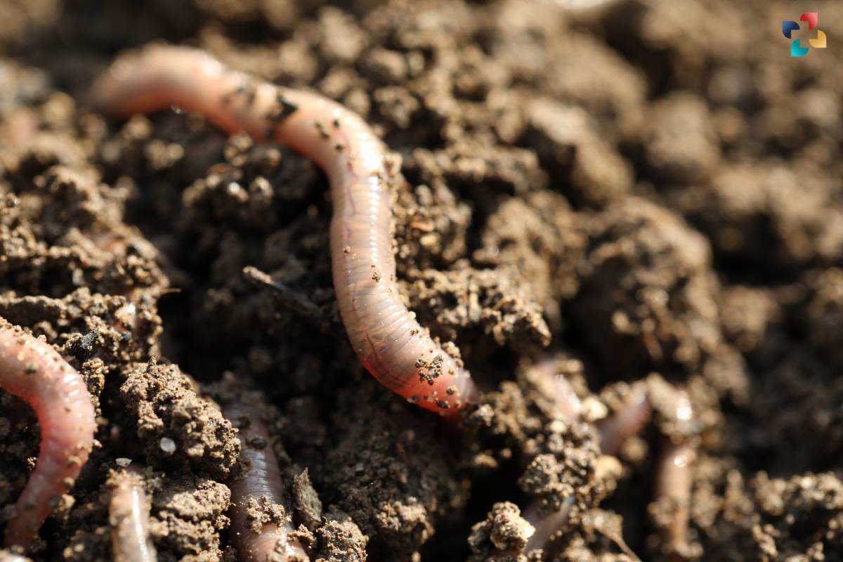 What Is A Root-knot Nematode? Deep Understanding | The Lifesciences ...