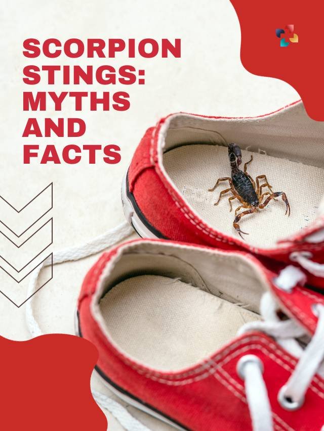 5 Myths and Facts About Scorpion Stings | The Lifesciences Magazine