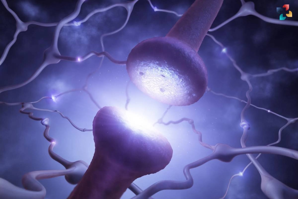 Formation of Synapses: Researchers Unlocked the Secret | The Lifesciences Magazine