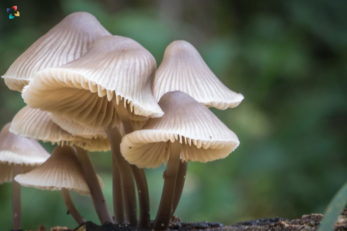 Mushrooms That Fight Cancer!