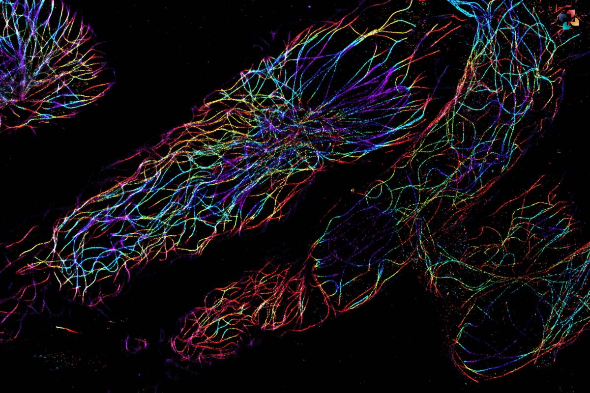 Fluorescence Microscopy: Techniques, Applications, and Advancements | The Lifesciences Magazine