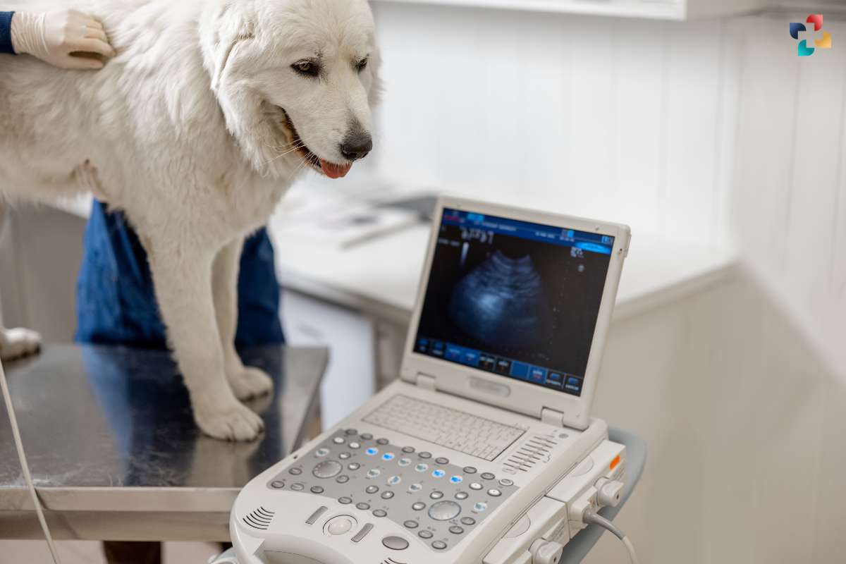 Veterinary Ultrasound: Animal Healthcare through Imaging Technology | The Lifesciences Magazine