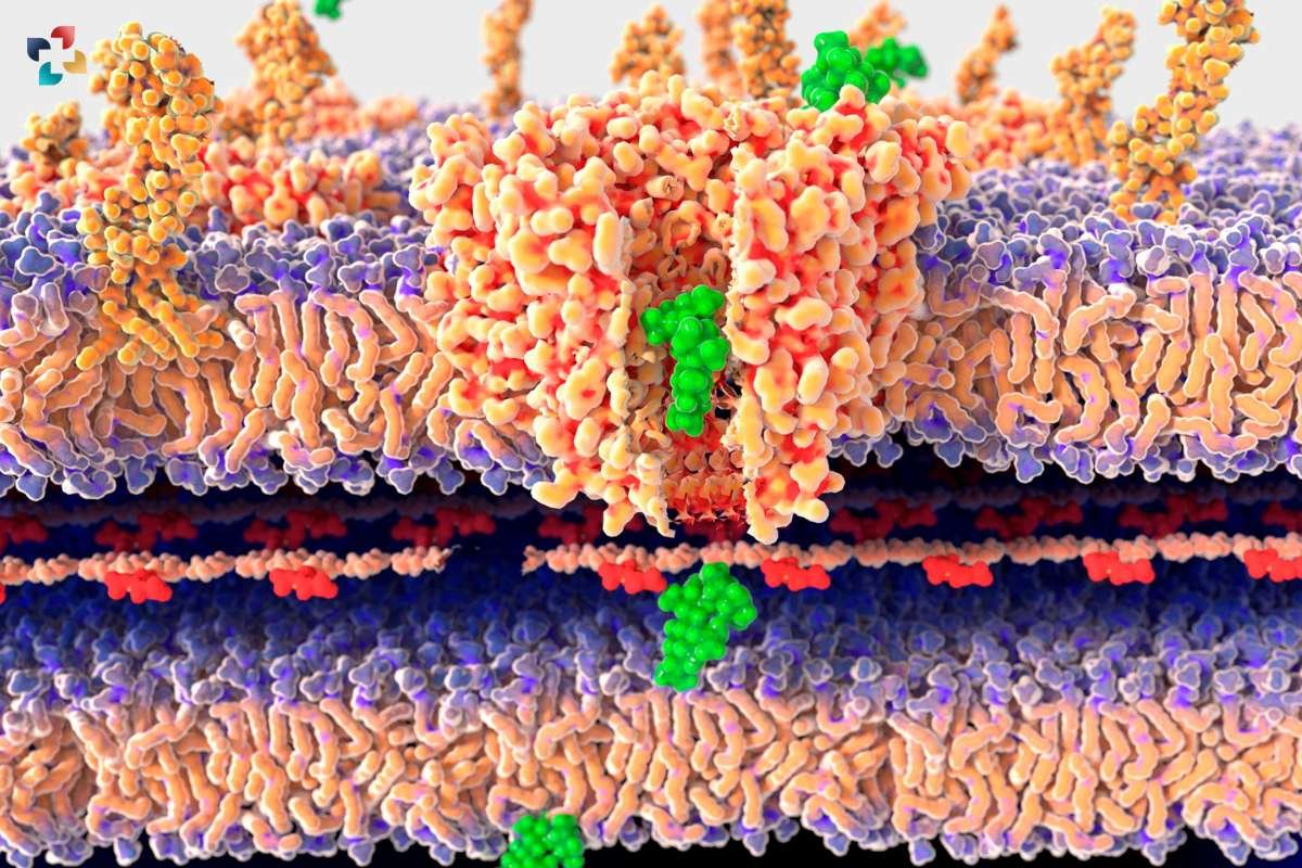 Single Nucleotide Polymorphism (SNP) An Overview| The Lifesciences Magazine