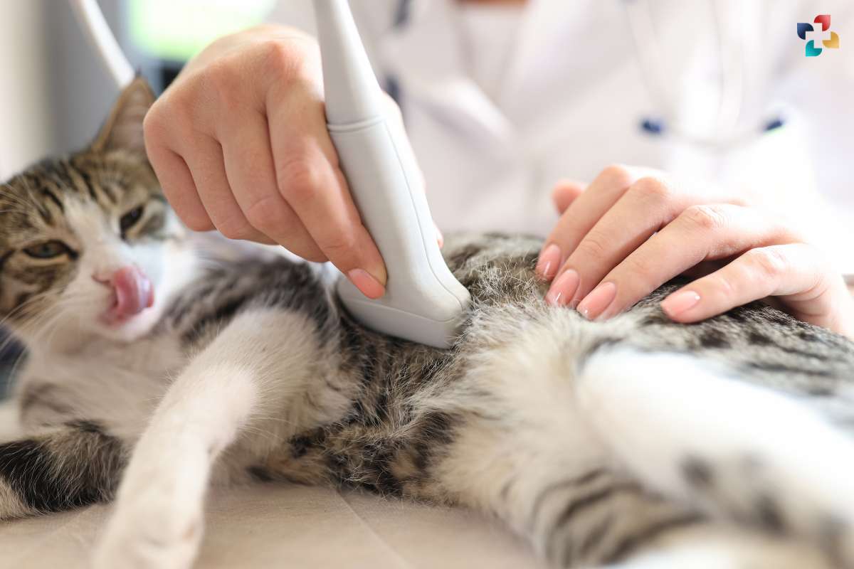 Veterinary Ultrasound: Animal Healthcare through Imaging Technology | The Lifesciences Magazine