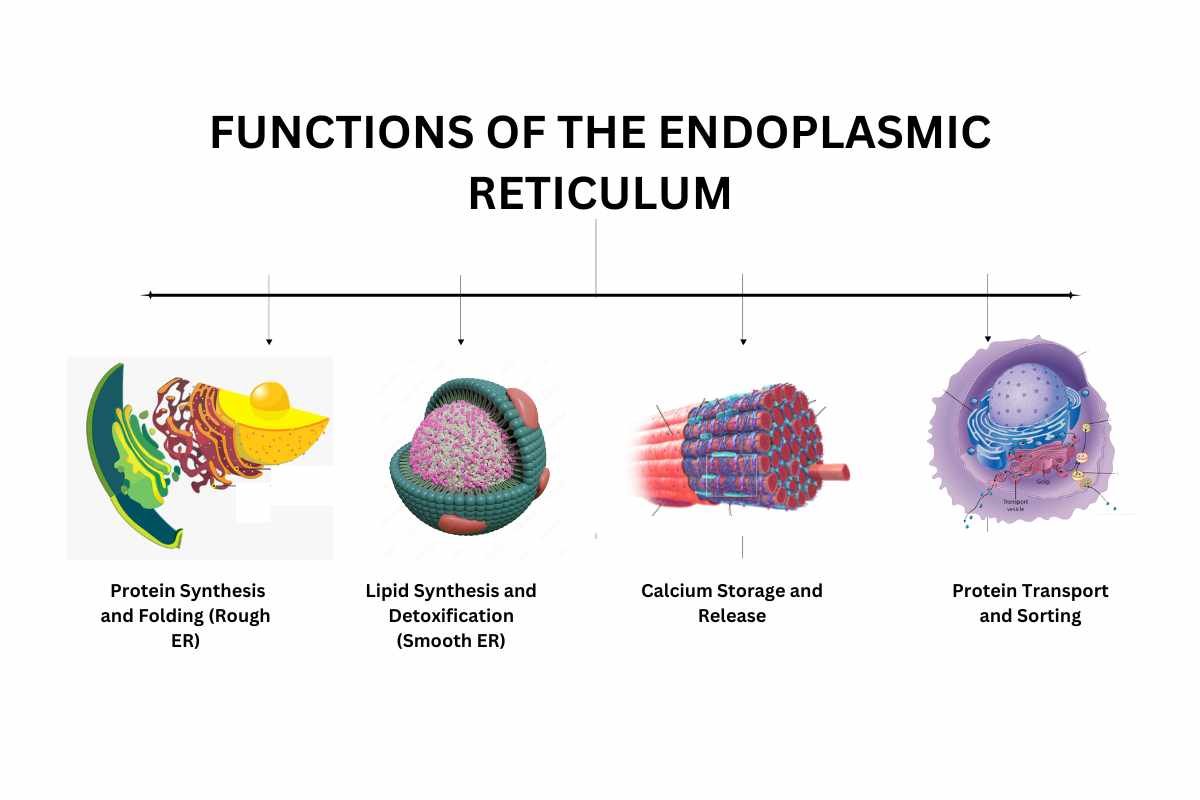 Endoplasmic Reticulum: Structure, Roles, and Importance in Cellular Biology | The Lifesciences Magazine