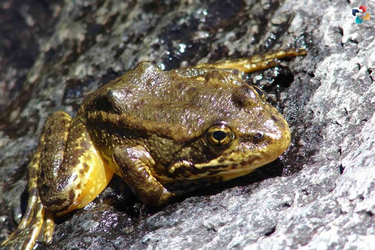 Foothill Yellow-Legged Frog: Research Reveals Threats and Strategies for Conservation | The Lifesciences Magazine