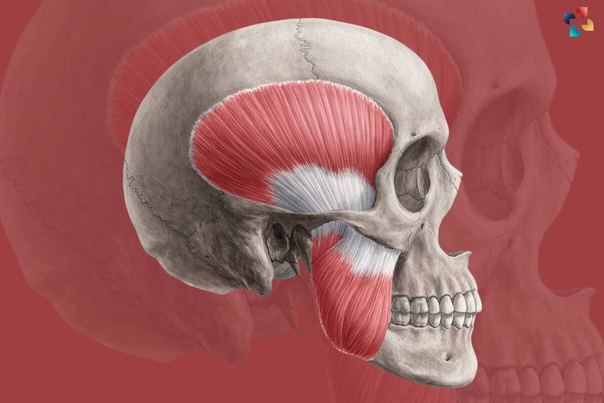 Understanding the Muscles of Mastication: Anatomy, Function, and Common Disorders