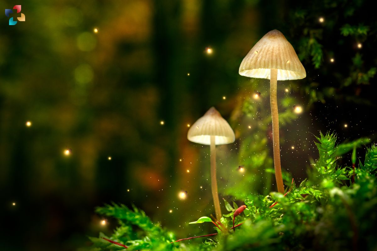 Unveiling the Mysteries of Magic Mushrooms: A Comprehensive Guide