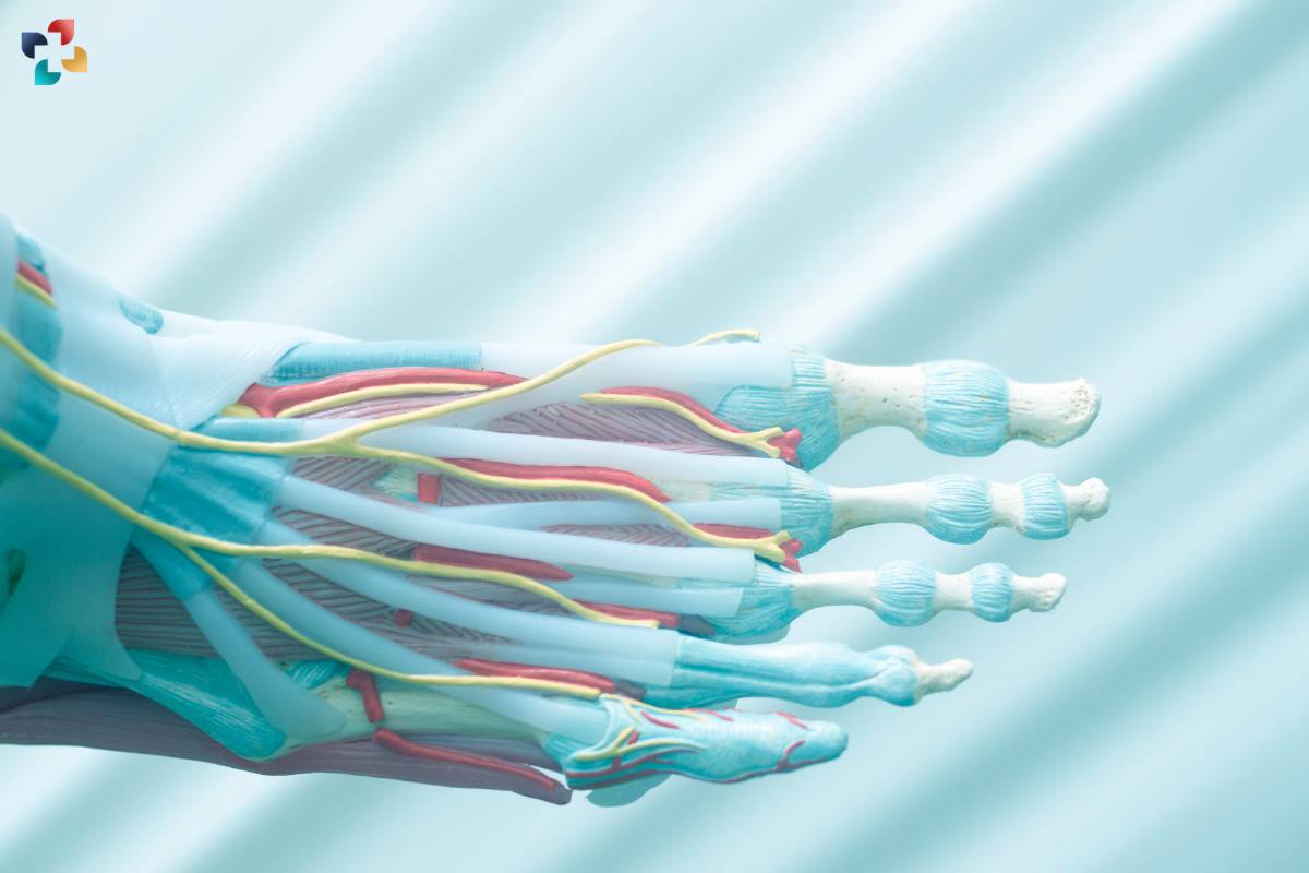 Exploring the Function and Importance of the Flexor Digitorum Longus Muscle | The Lifesciences Magazine