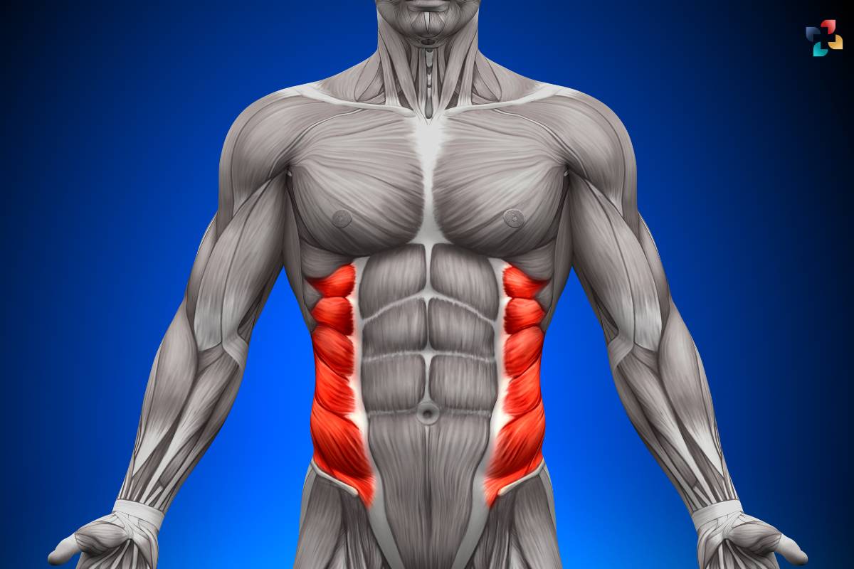 Understanding the External Abdominal Oblique: Anatomy, Function, and Exercises