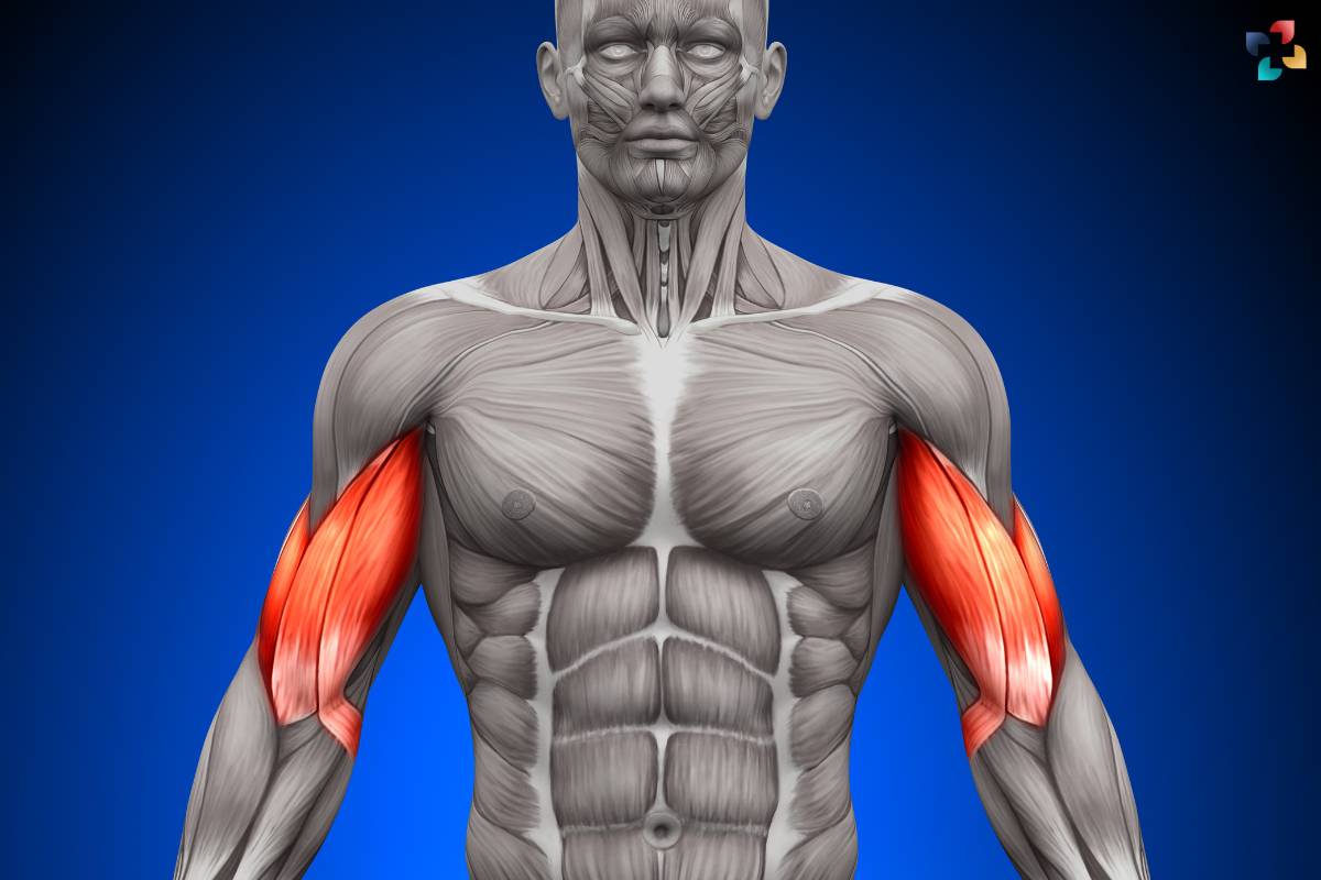 Unlocking the Power of Biceps Brachii: A Comprehensive Guide | The Lifesciences Magazine