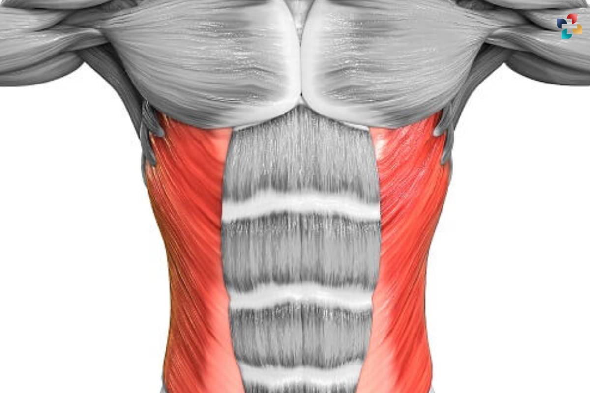 External Abdominal Oblique: Anatomy, Function, and Exercises | The Lifesciences Magazine