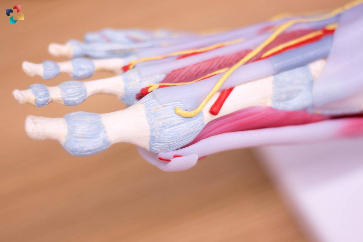 Exploring the Function and Importance of the Flexor Digitorum Longus Muscle | The Lifesciences Magazine