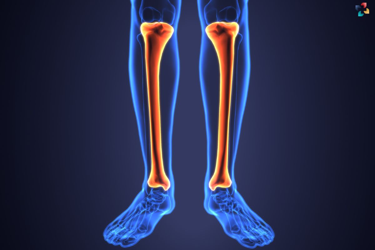 Understanding the Tibia and Fibula: The Dynamic Duo of the Lower Leg | The Lifesciences Magazine