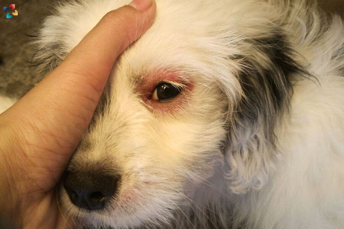 Dog Eye Infections: Causes, Symptoms, and Treatment | The Lifesciences Magazine