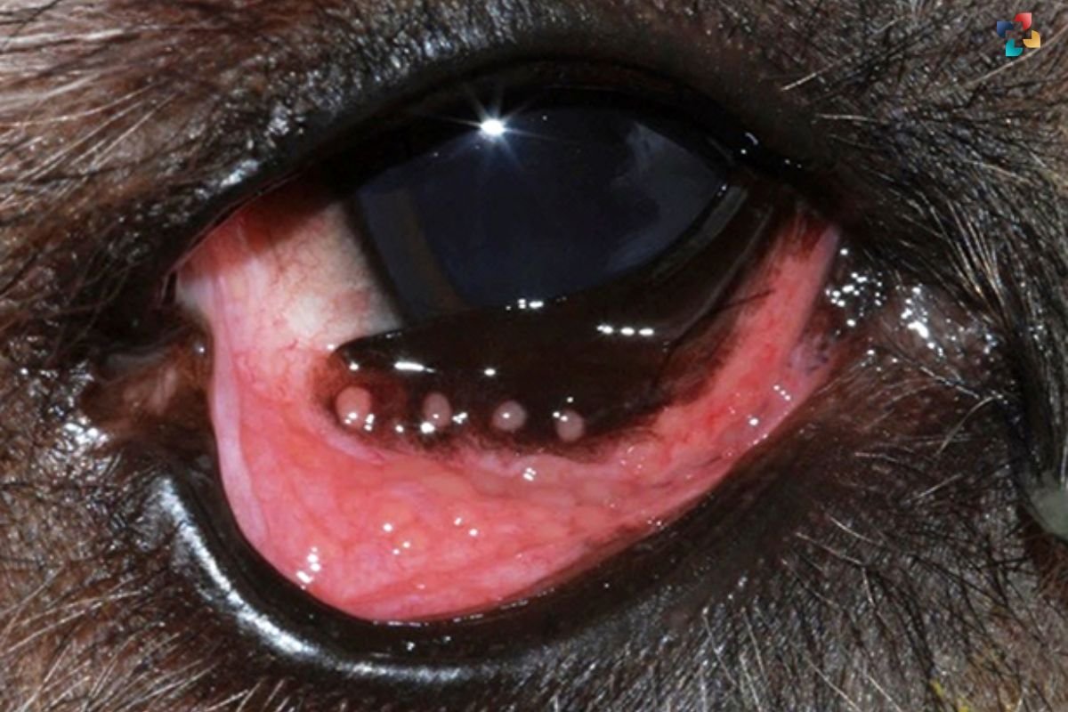 Dog Eye Infections: Causes, Symptoms, and Treatment | The Lifesciences Magazine