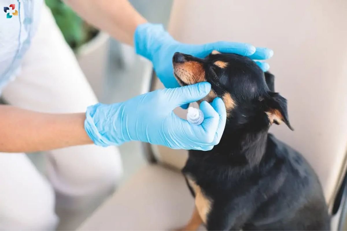 Dog Eye Infections: Causes, Symptoms, and Treatment | The Lifesciences Magazine