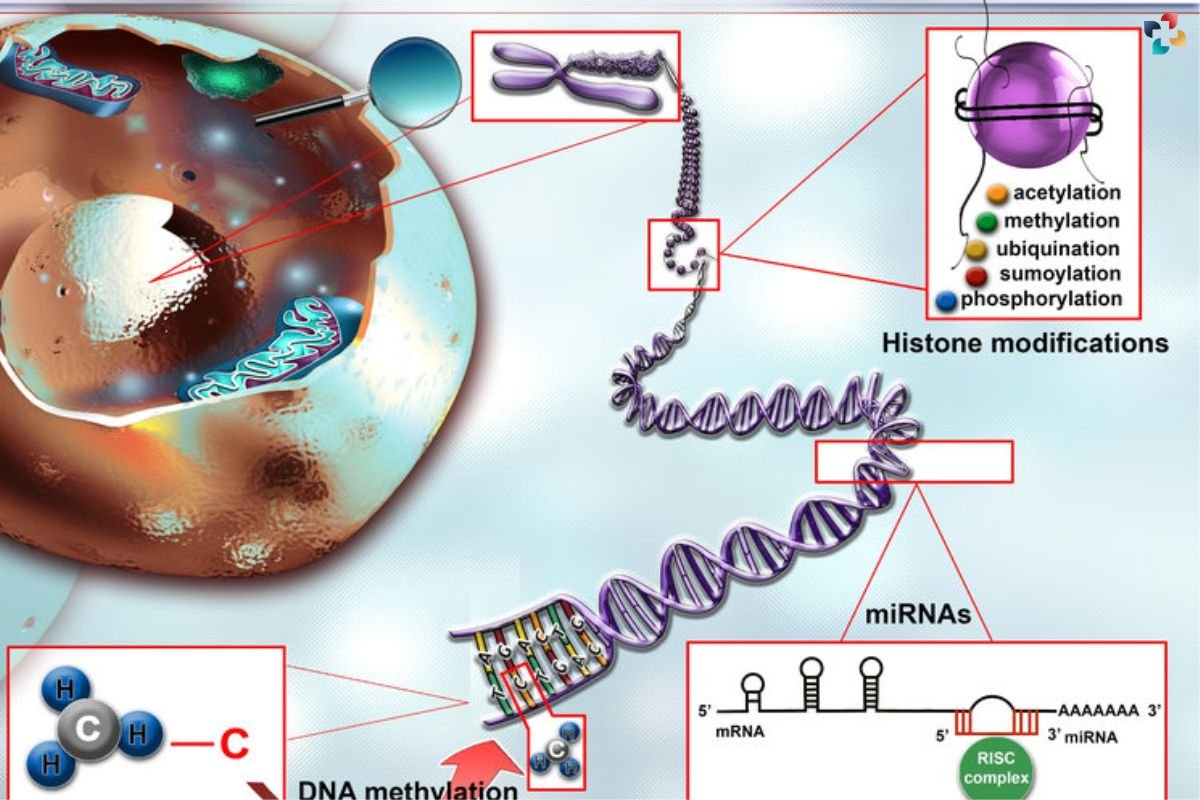 What is Epigenetic Changes? Understanding Their Role in Health and Disease | The Lifesciences Magazine