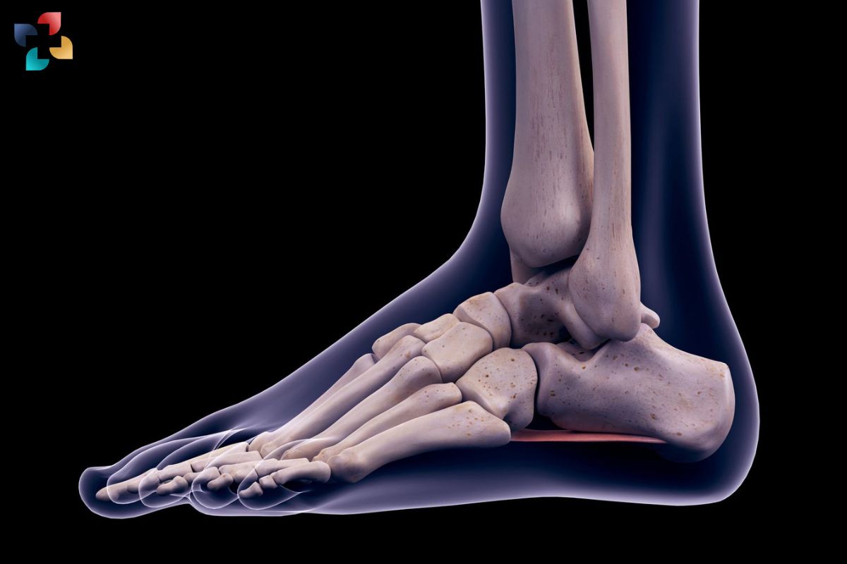 Foot Bones Anatomy: Common Conditions, Injuries and Treatment Options | The Lifesciences Magazine