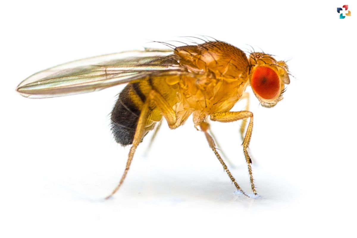 Fruit Fly Wing Development Study Reveals Key Insights into Tissue Formation | The Lifesciences Magazine