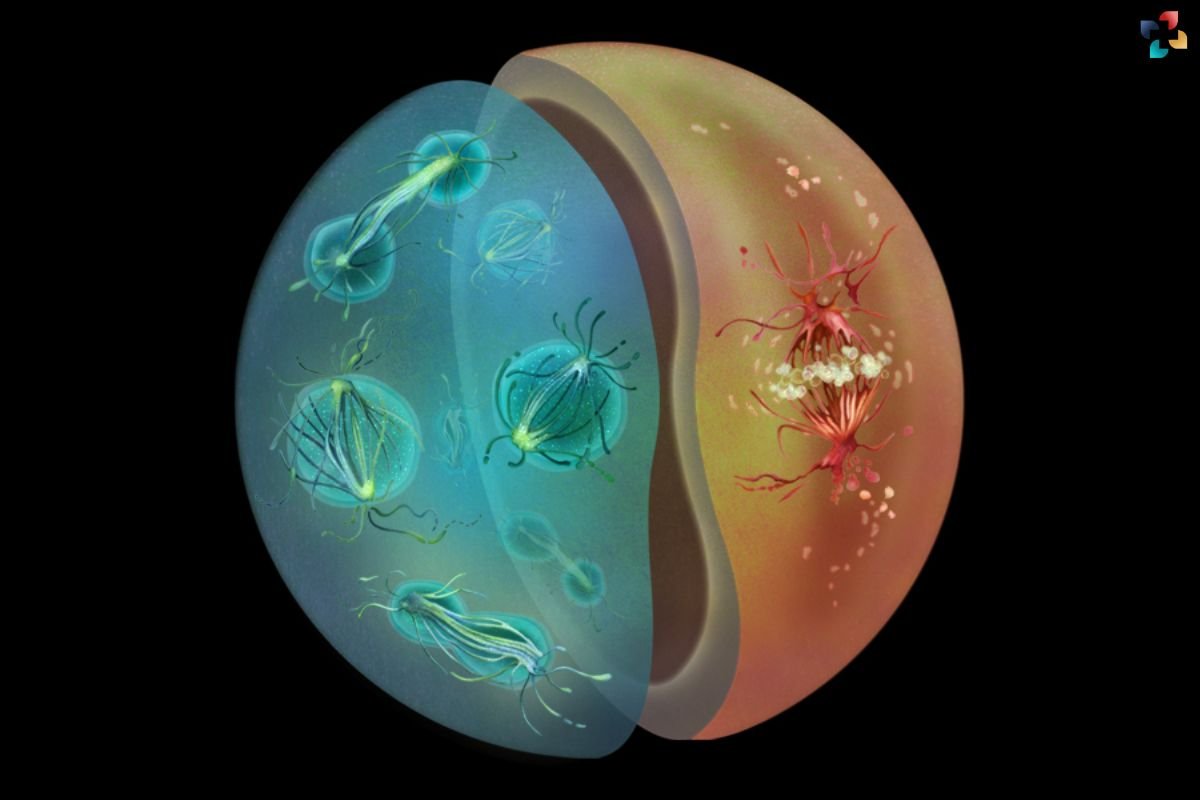 Cell Division Evolution in Ichthyosporea: Insights from EPFL and EMBL Heidelberg | The Lifesciences Magazine