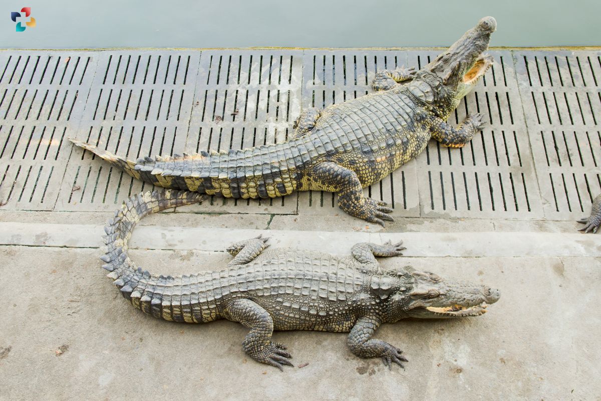 The Vital Distinctions: Understanding the Difference Between Alligator and Crocodile