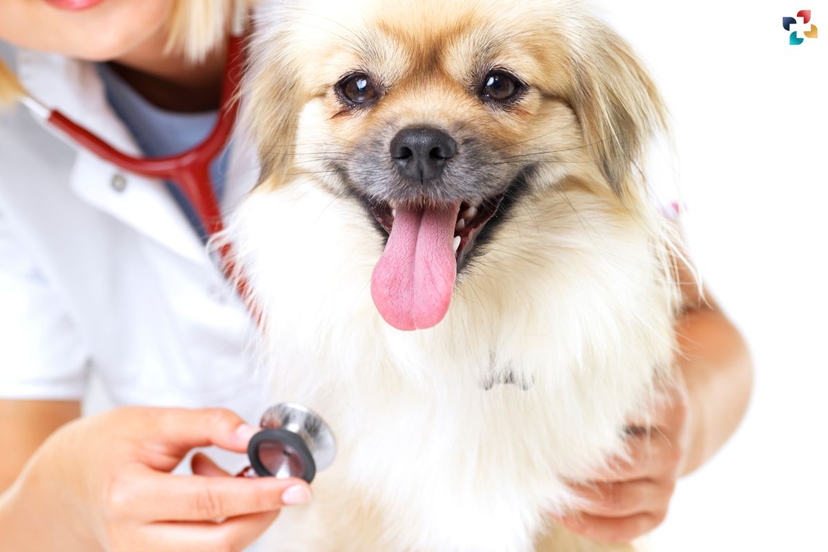 Mast Cell Tumors in Canines: Diagnosis, Treatment, and Care | The Lifesciences Magazine