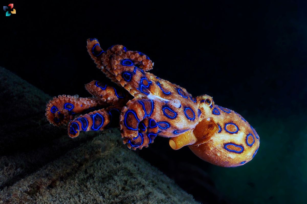 Exploring Blue-Ringed Octopus: Habitat, Behavior, and the Unique Characteristics | The Lifesciences Magazine