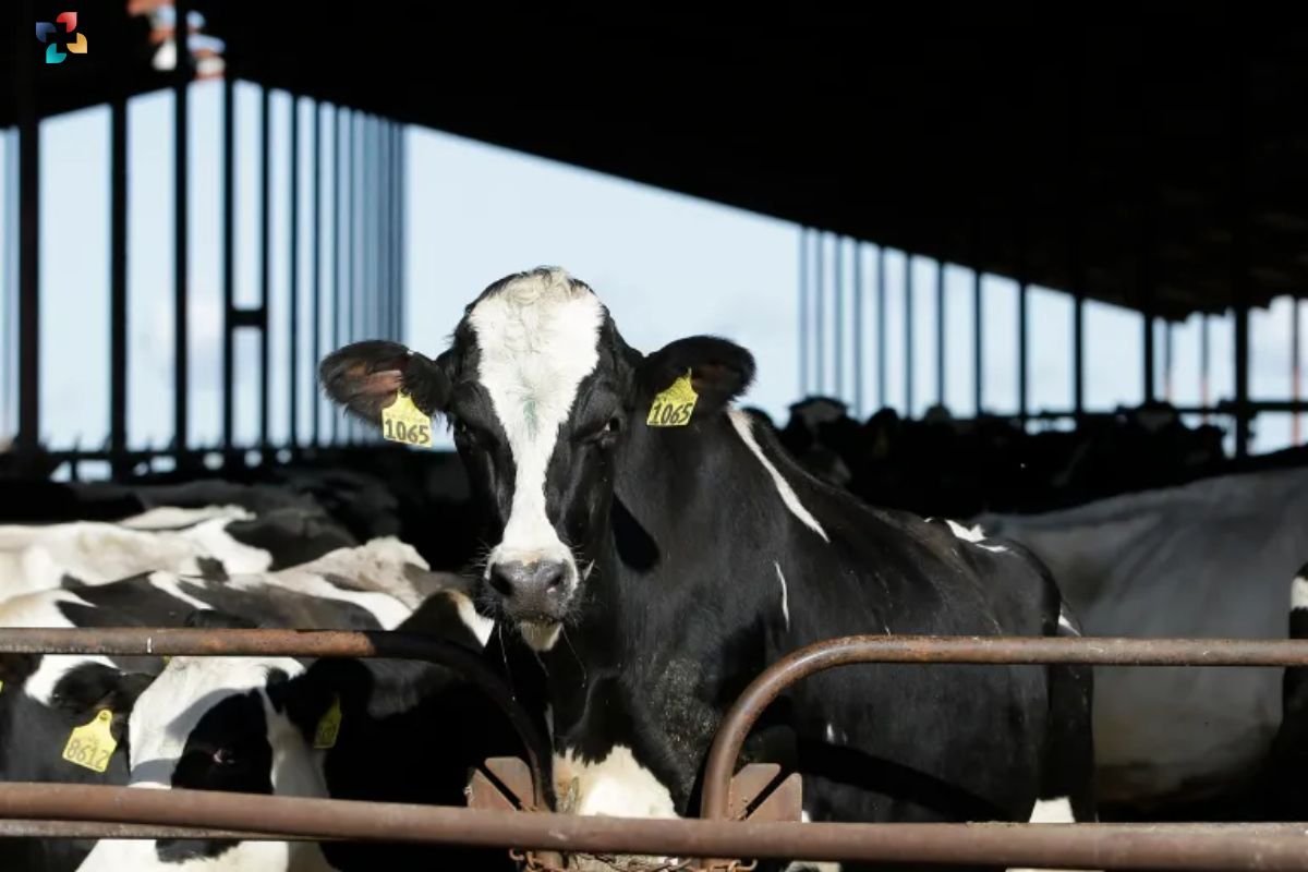 Spread of HPAI Threatens West Michigan Dairy Herds | The Lifesciences Magazine