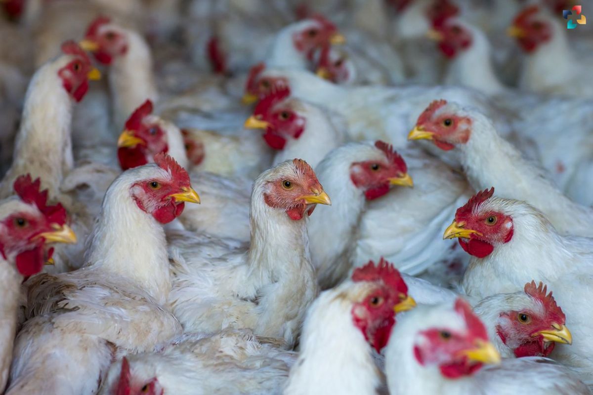 Federal Authorities Urge Vigilance Amid Bird Flu Outbreak | The Lifesciences Magazine