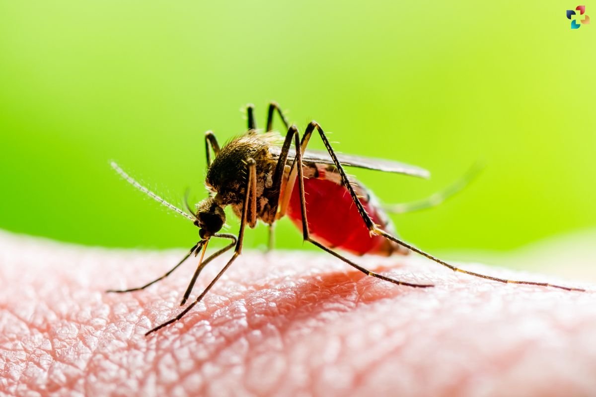 Dengue Fever Outbreak: Cases Reported in Alabama, Florida, and Georgia | The Lifesciences Magazine