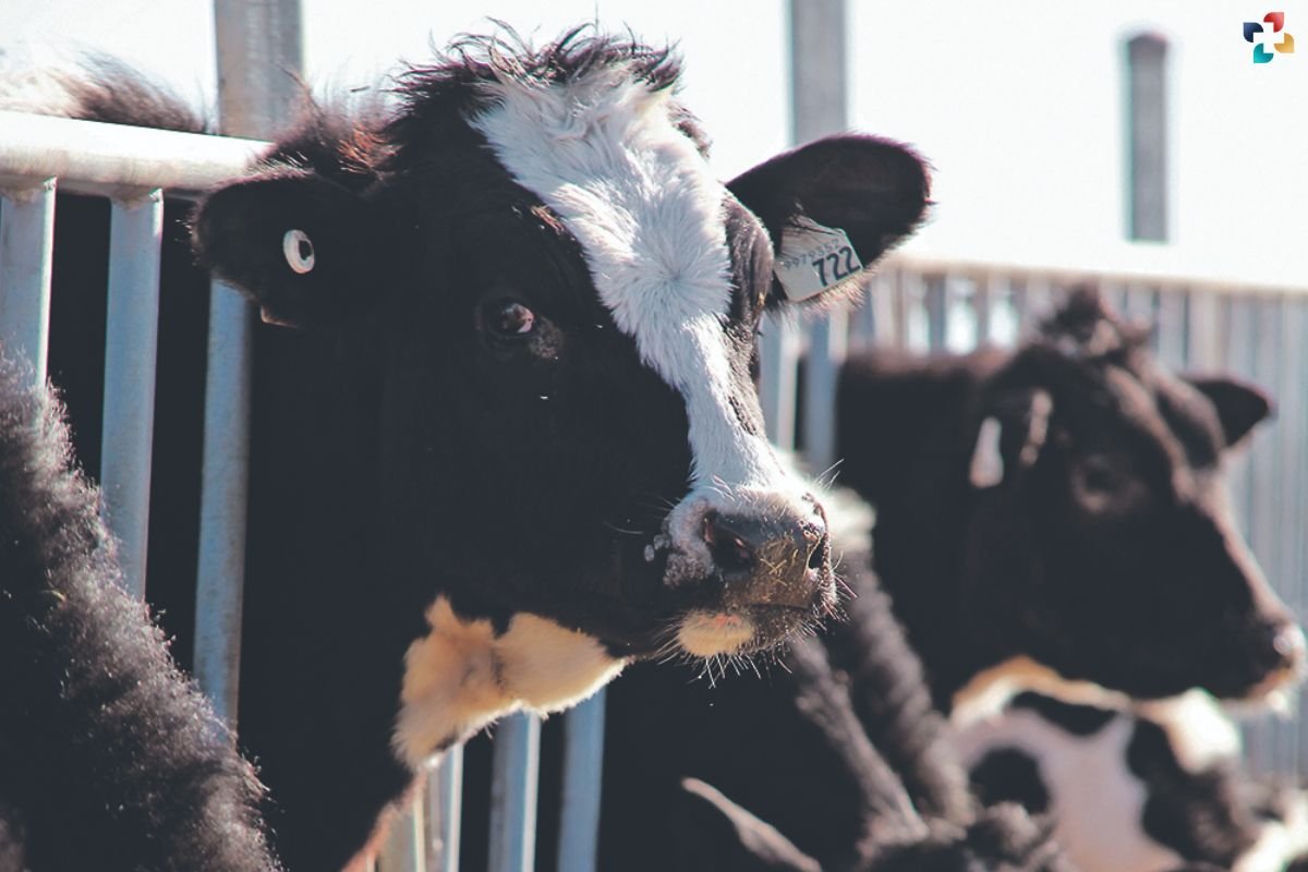 USDA Introduces Bulk Milk Testing For Bird Flu In Dairy Cows | The ...